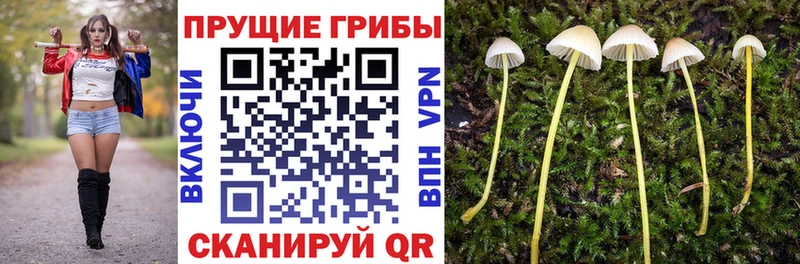Галлюциногенные грибы MAGIC MUSHROOMS Дорогобуж